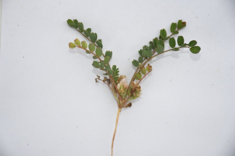 Astragalus ammophilus photo 7