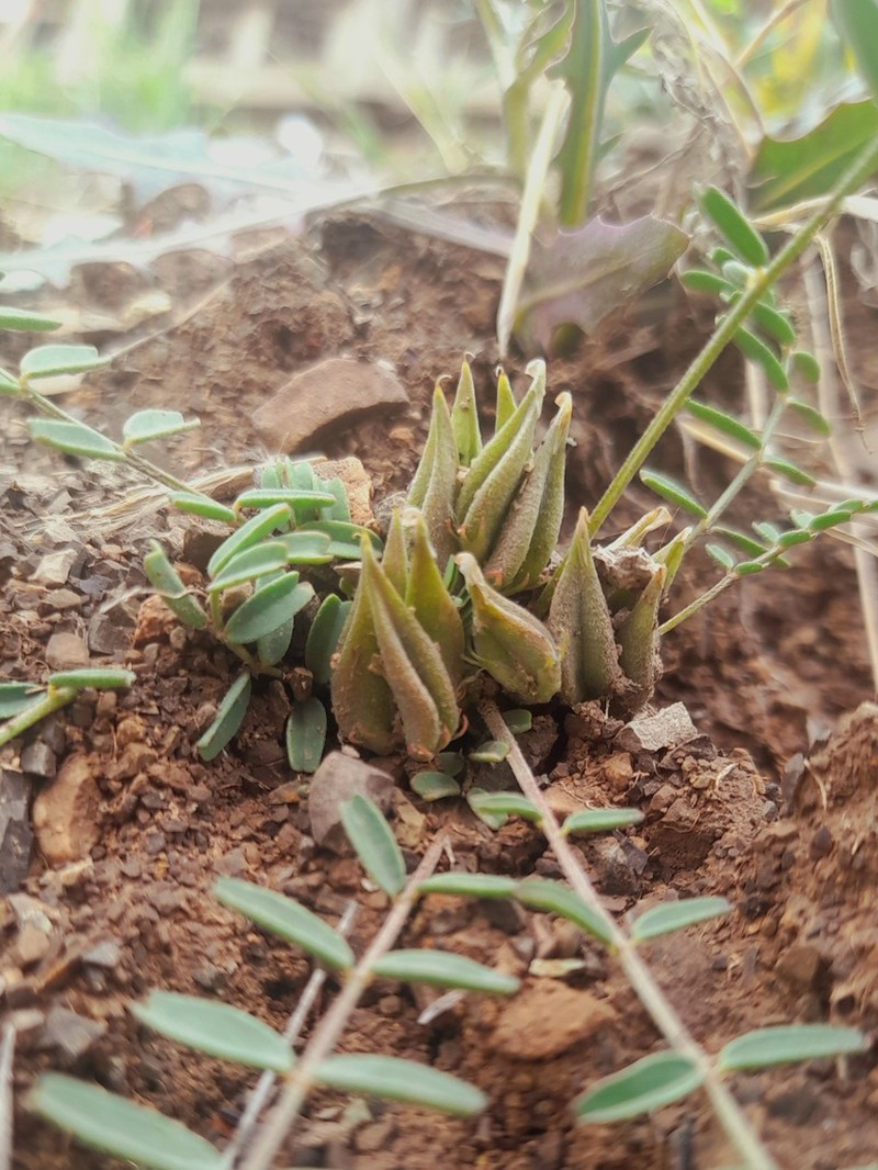 Astragalus ammophilus photo 8