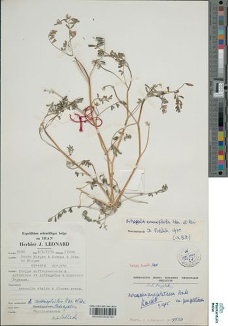 Astragalus ammophilus