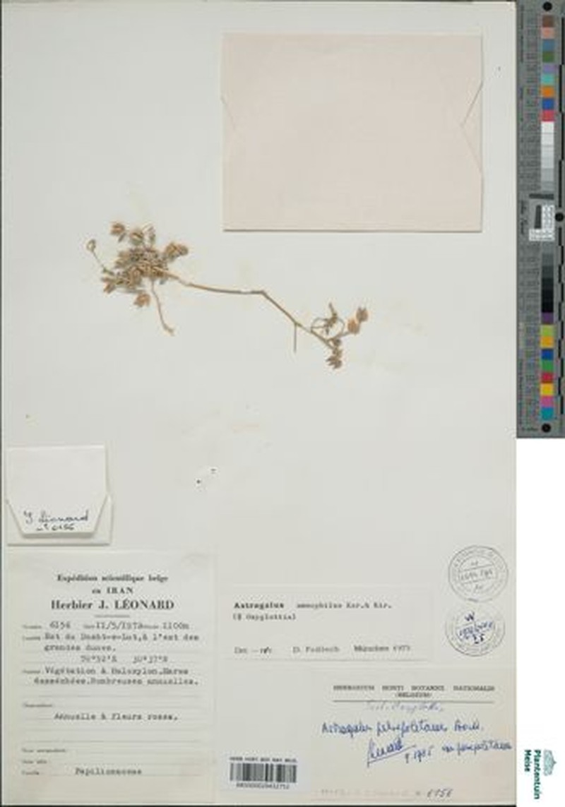 Astragalus ammophilus photo 2