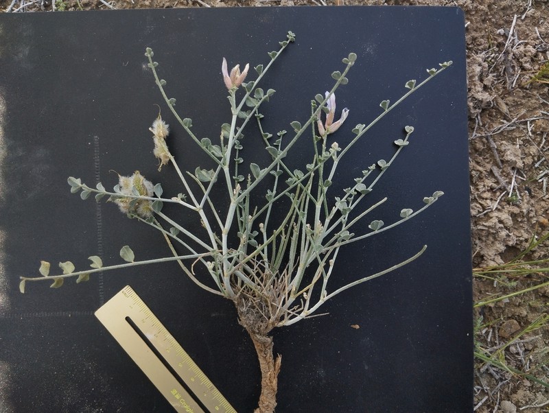 Astragalus ammotrophus