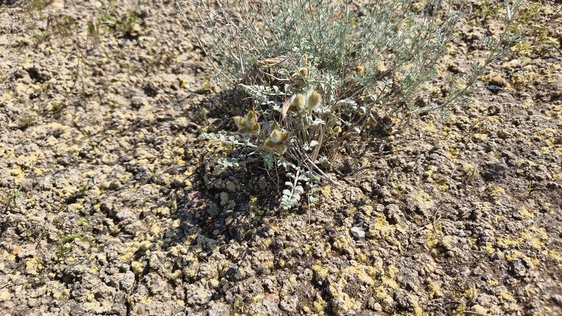 Astragalus ammotrophus photo 2