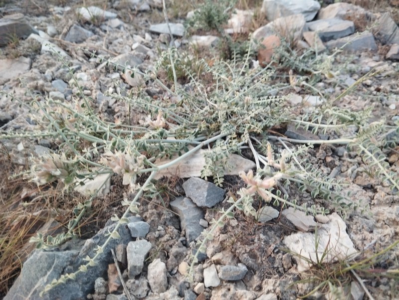 Astragalus ammotrophus photo 3