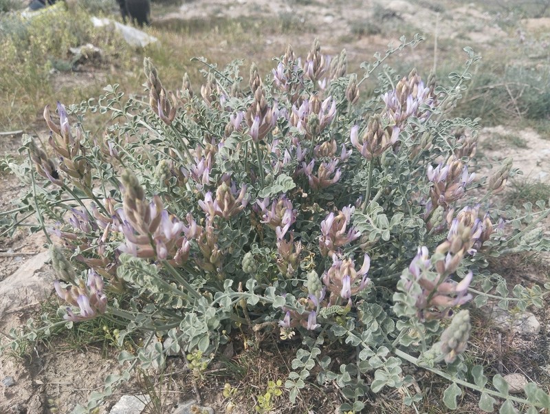 Astragalus ammotrophus photo 4