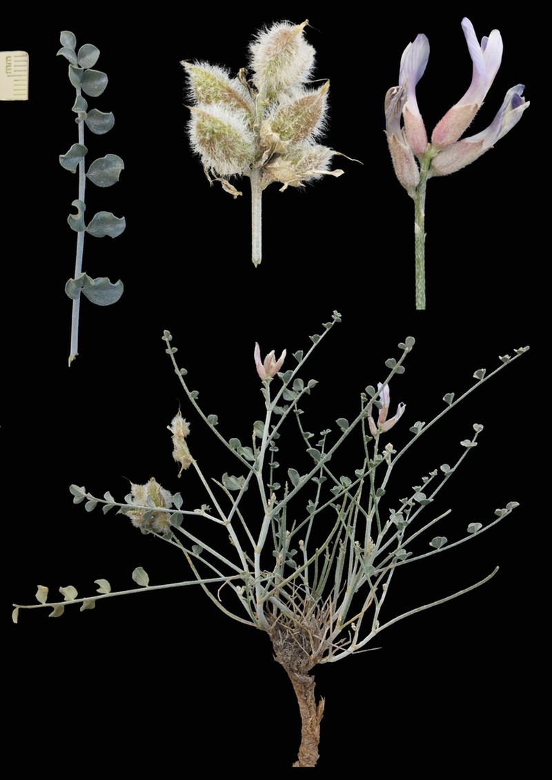 Astragalus ammotrophus photo 5
