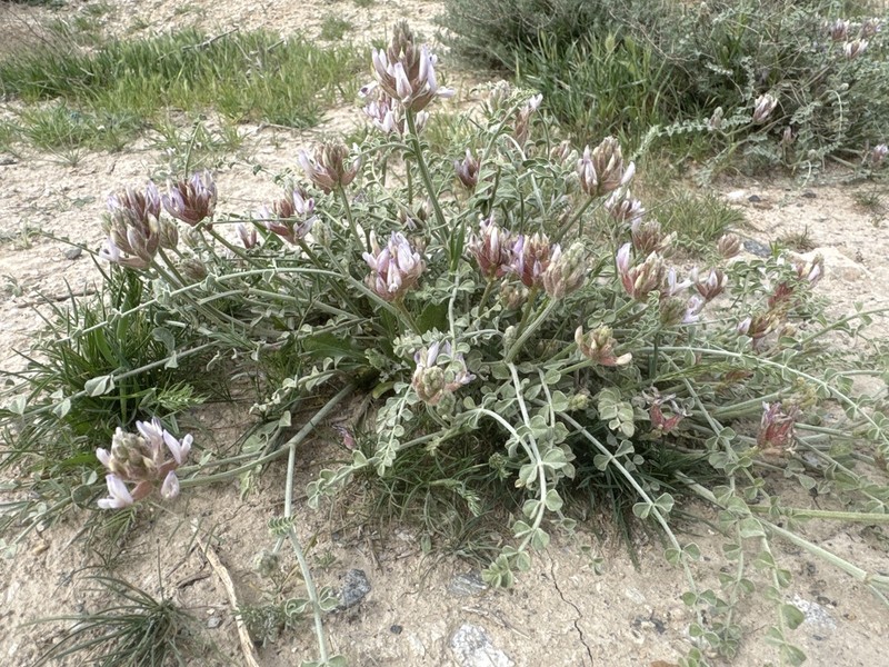 Astragalus ammotrophus photo 6