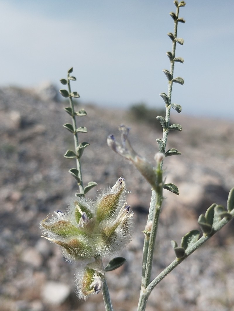 Astragalus ammotrophus photo 7