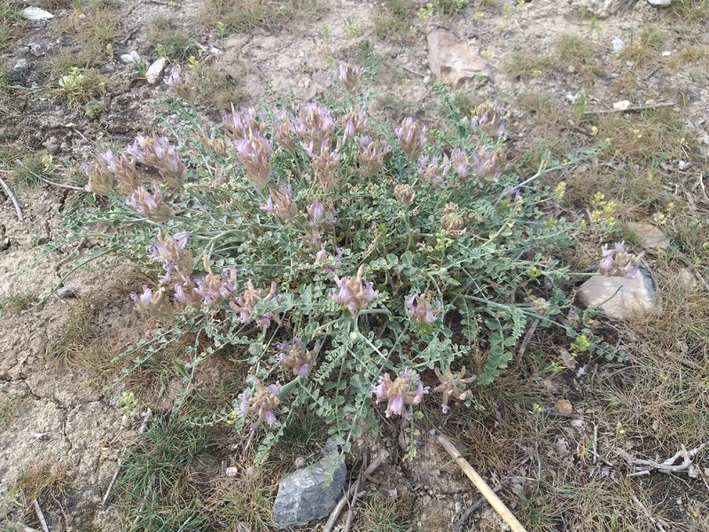 Astragalus ammotrophus photo 8
