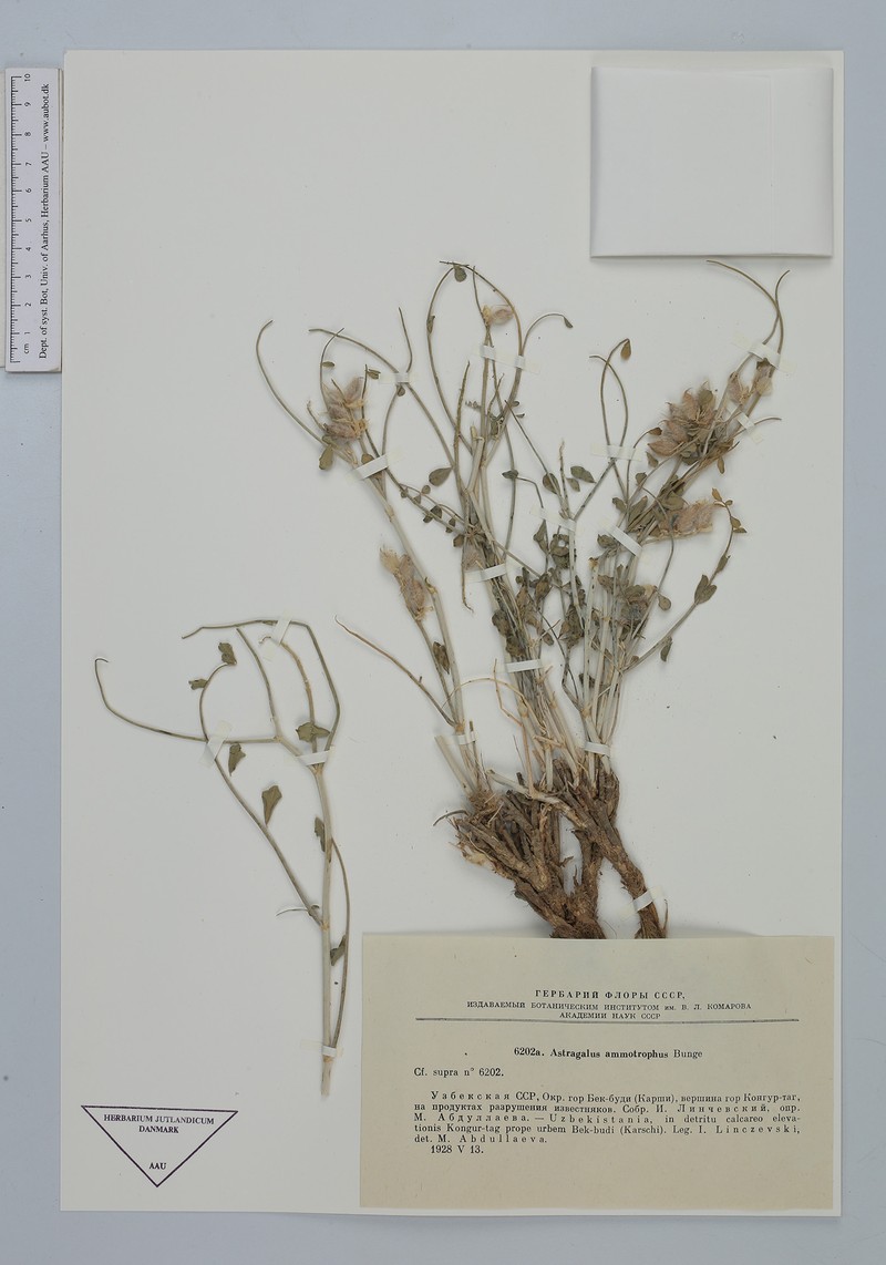 Astragalus ammotrophus