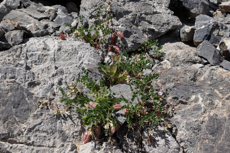 Custer Milkvetch