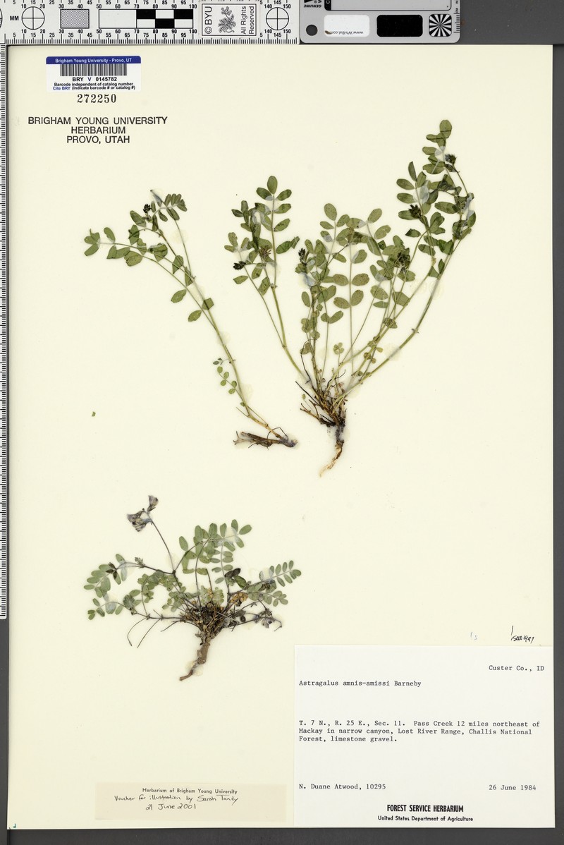 Custer Milkvetch