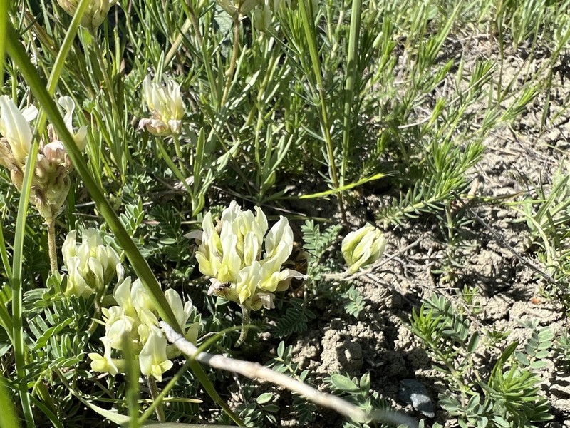 Astragalus amoenus
