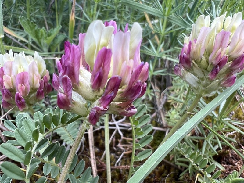 Astragalus amoenus photo 2
