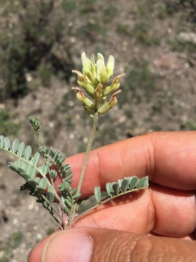 Astragalus amoenus photo 4