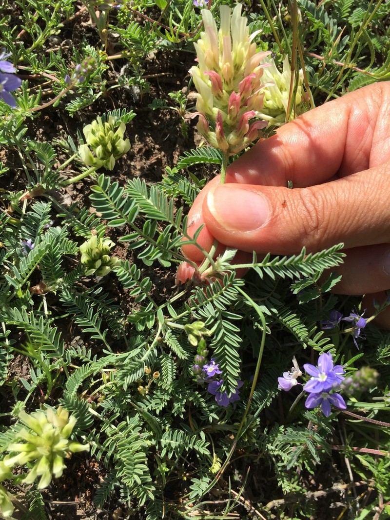 Astragalus amoenus photo 5