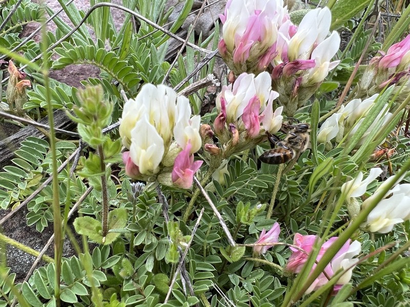 Astragalus amoenus photo 6