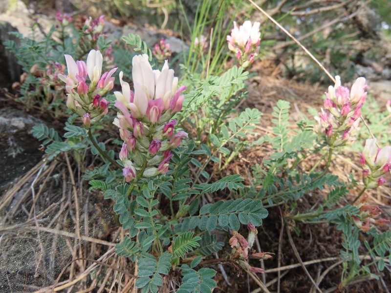 Astragalus amoenus photo 7