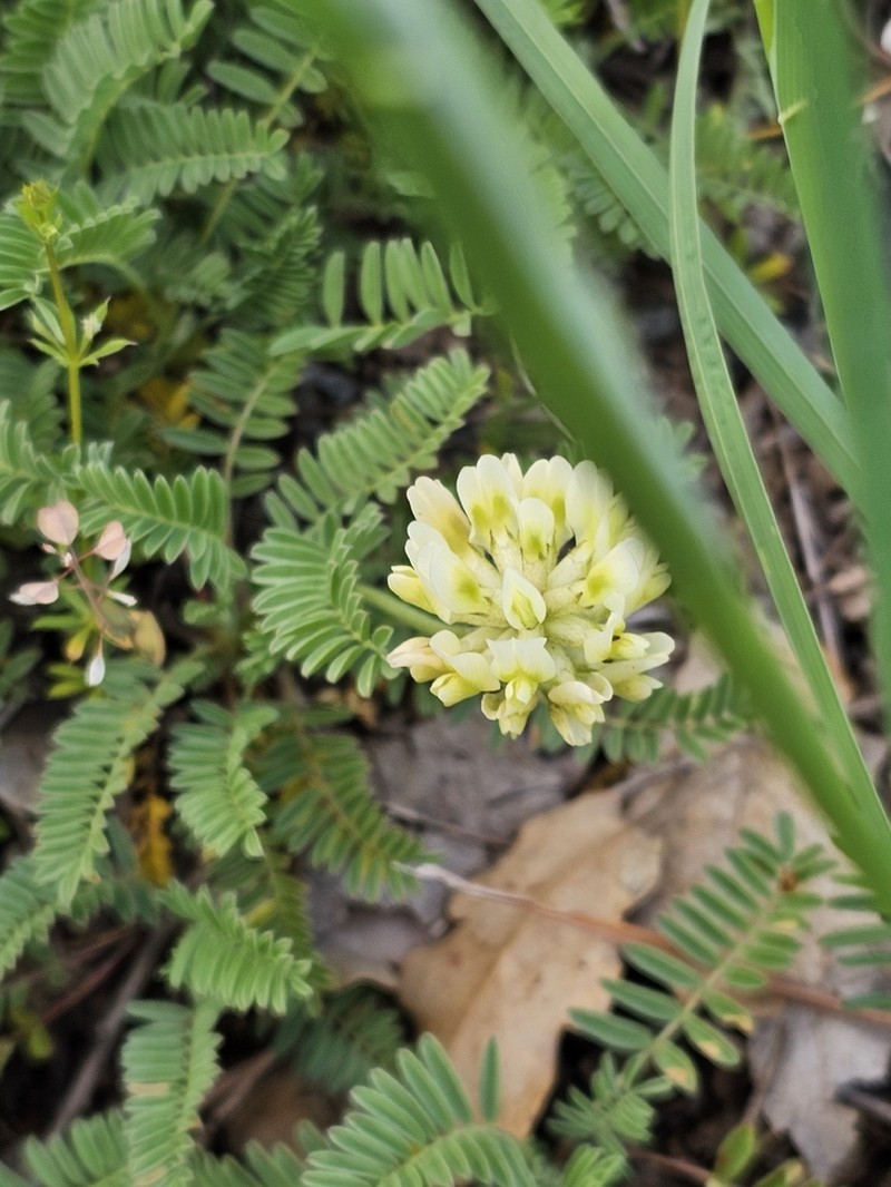 Astragalus amoenus photo 8