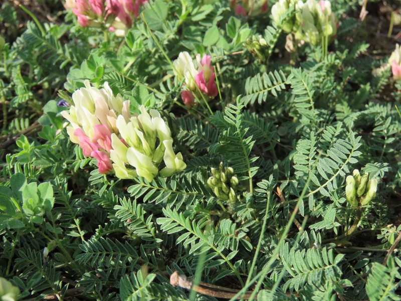 Astragalus amoenus