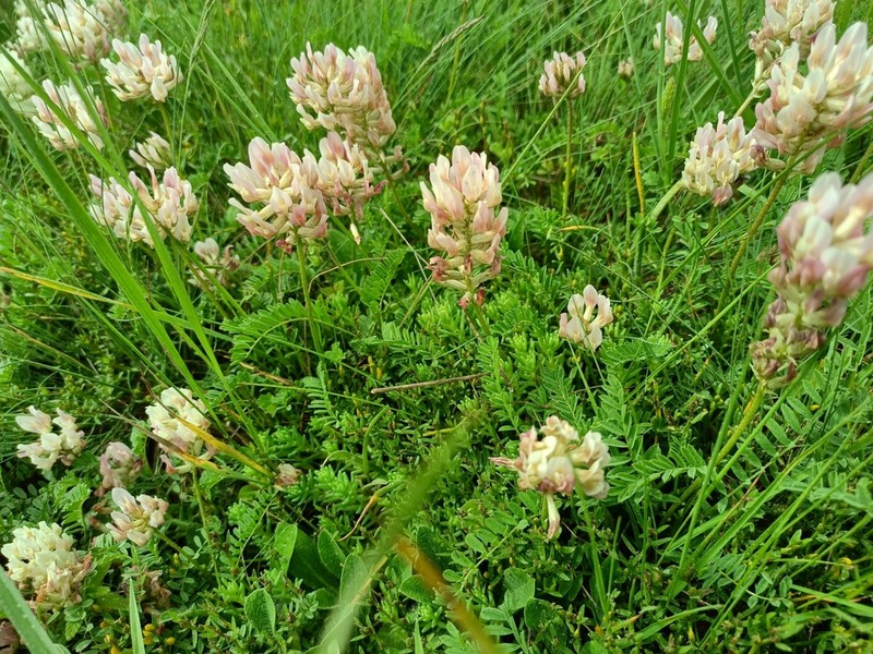Astragalus amoenus photo 2
