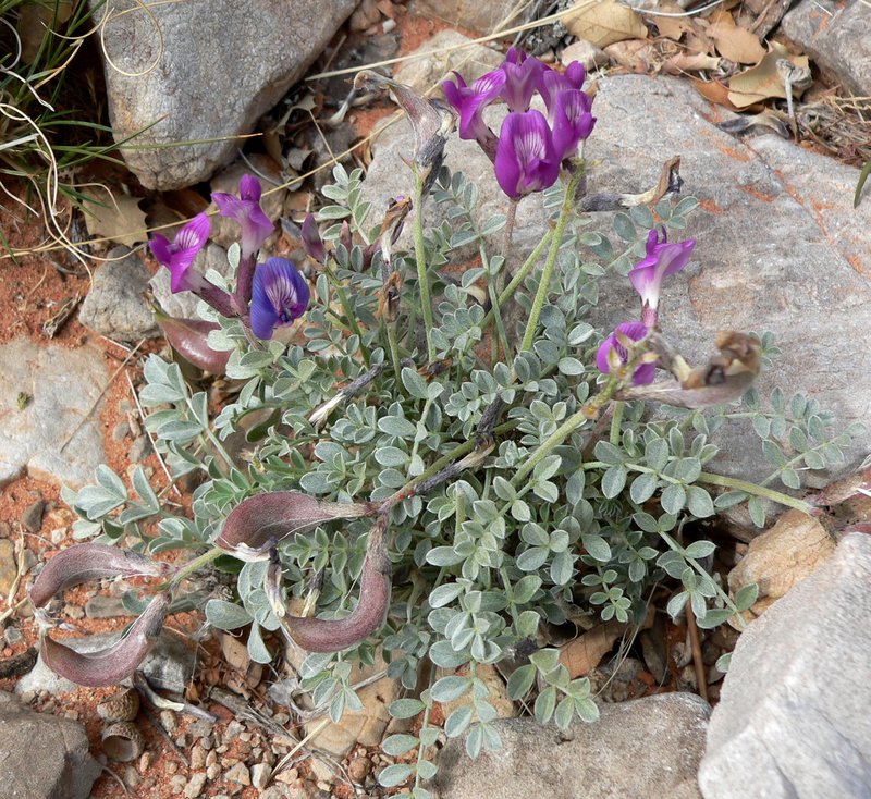 Crescent Milkvetch