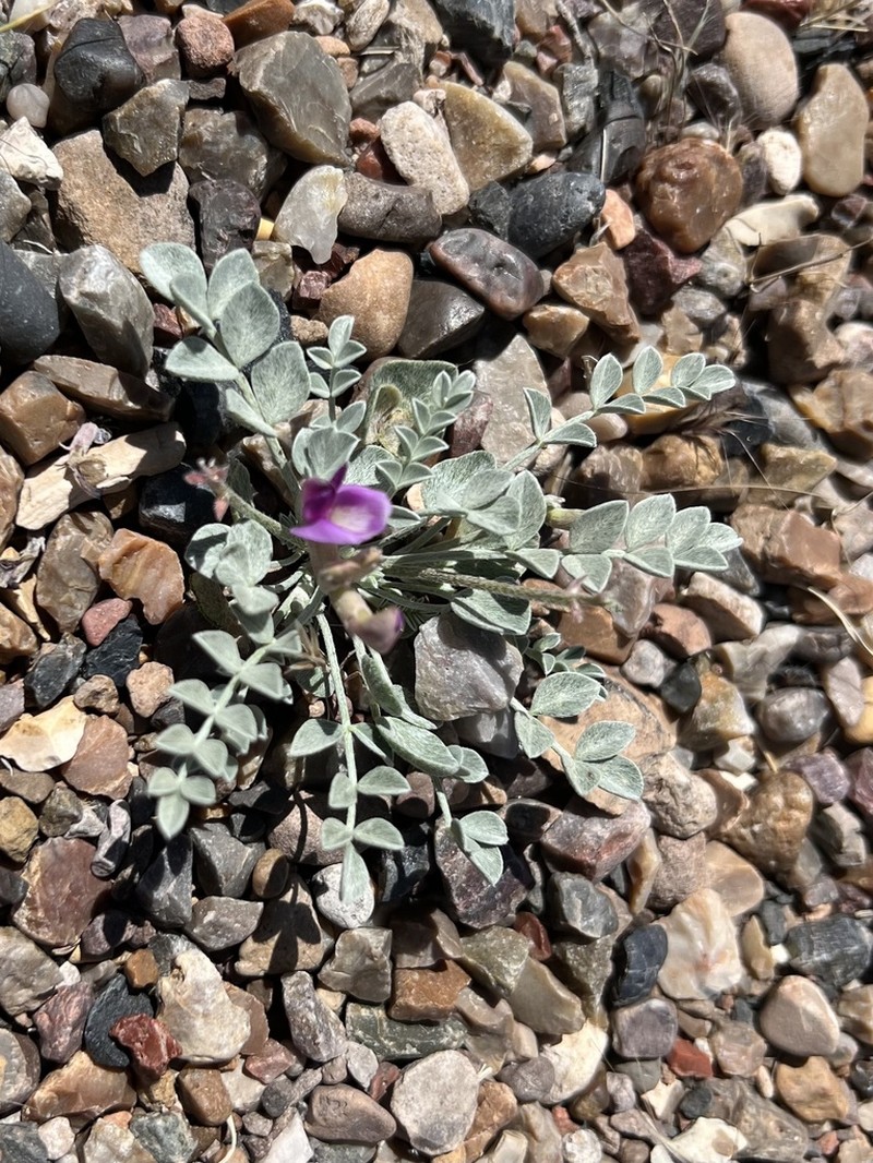 Crescent Milkvetch photo 4