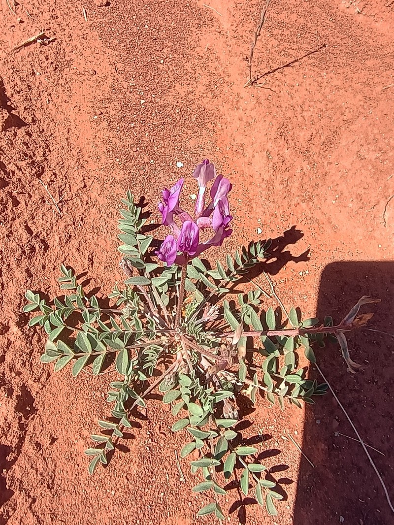 Crescent Milkvetch photo 5