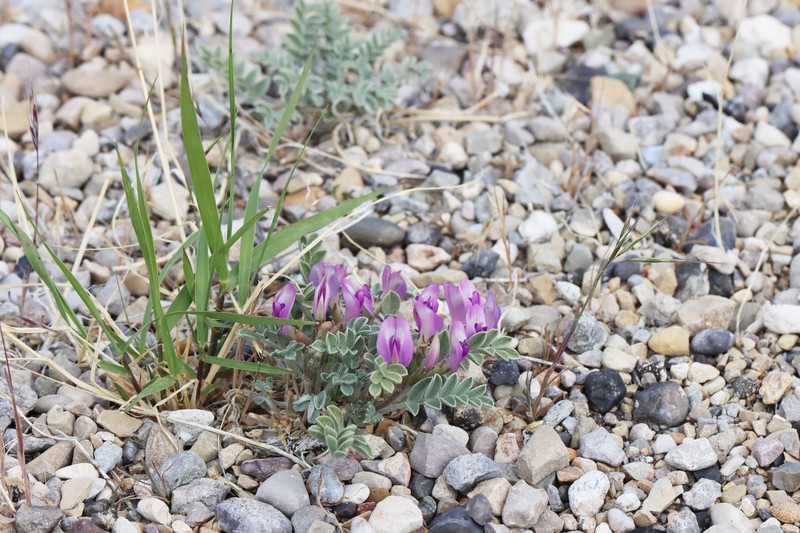 Astragalus amphioxys var. amphioxys