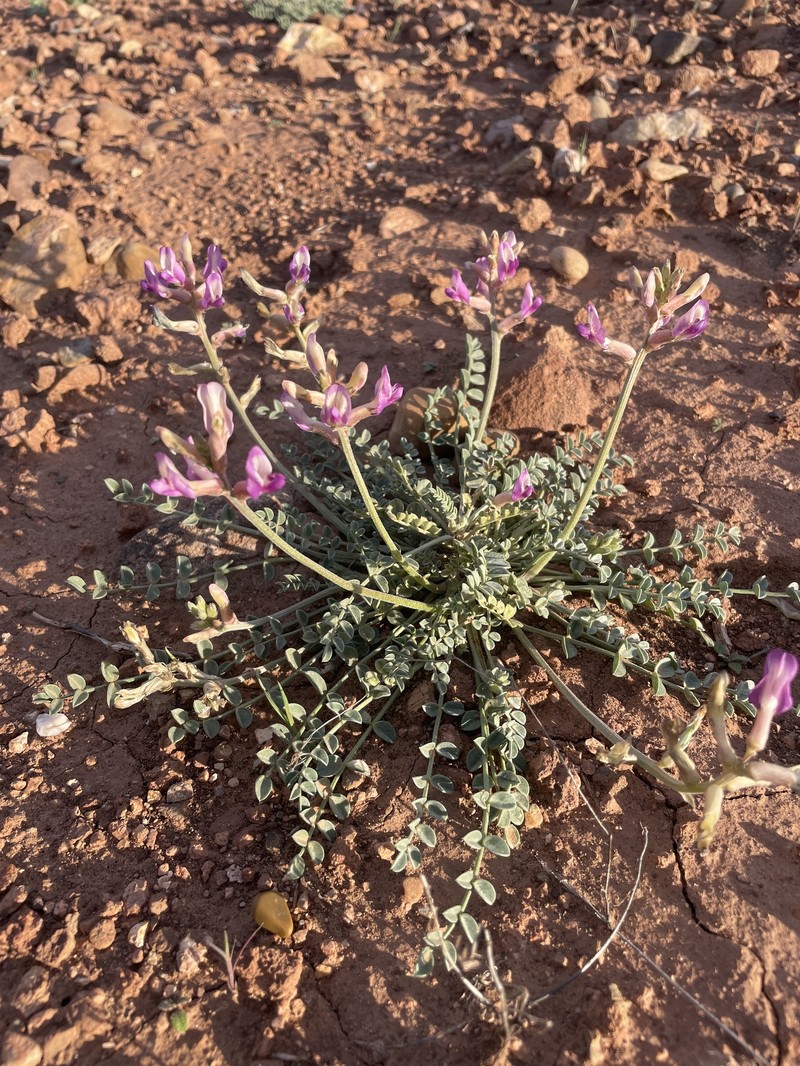 Astragalus amphioxys var. amphioxys photo 2