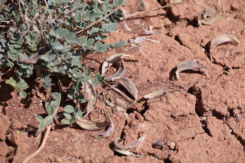 Astragalus amphioxys var. amphioxys photo 4