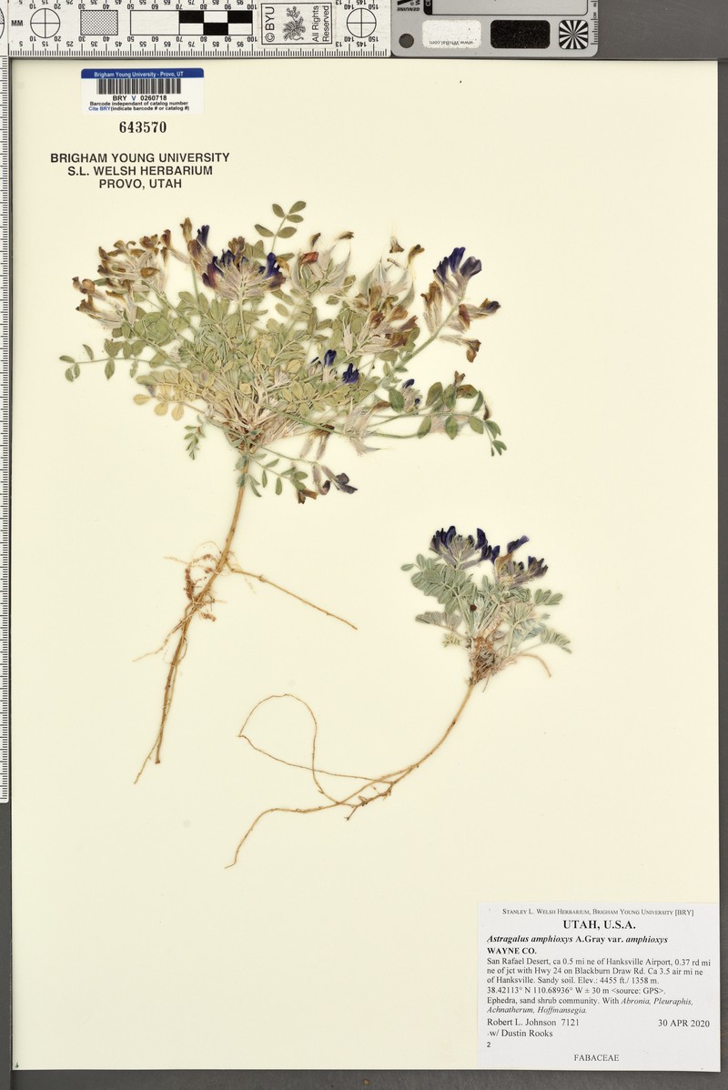 Astragalus amphioxys var. amphioxys photo 5