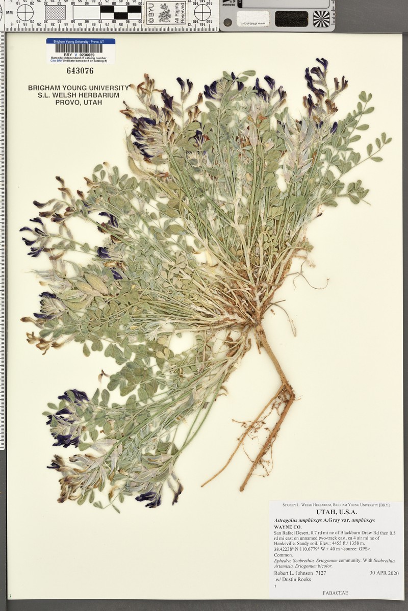 Astragalus amphioxys var. amphioxys photo 6