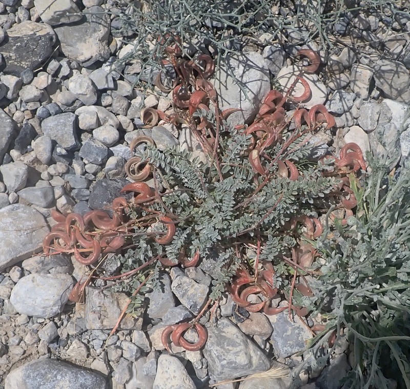 Astragalus amphioxys var. musimonum