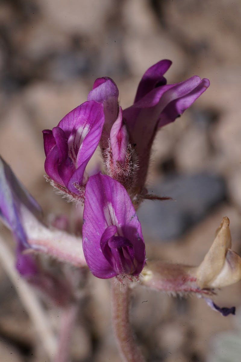 Astragalus amphioxys var. musimonum photo 2
