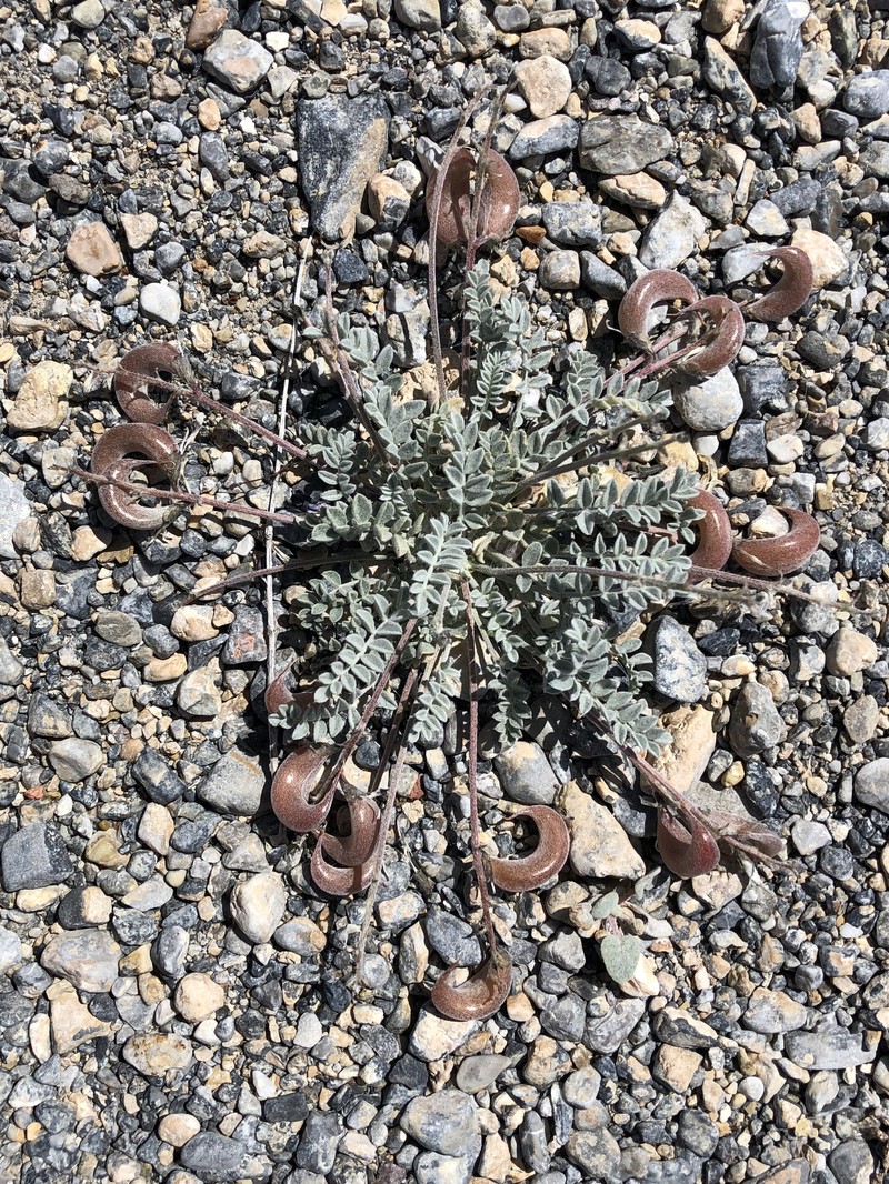Astragalus amphioxys var. musimonum photo 3