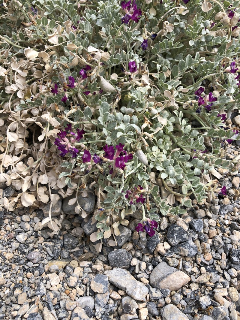 Astragalus amphioxys var. musimonum photo 4