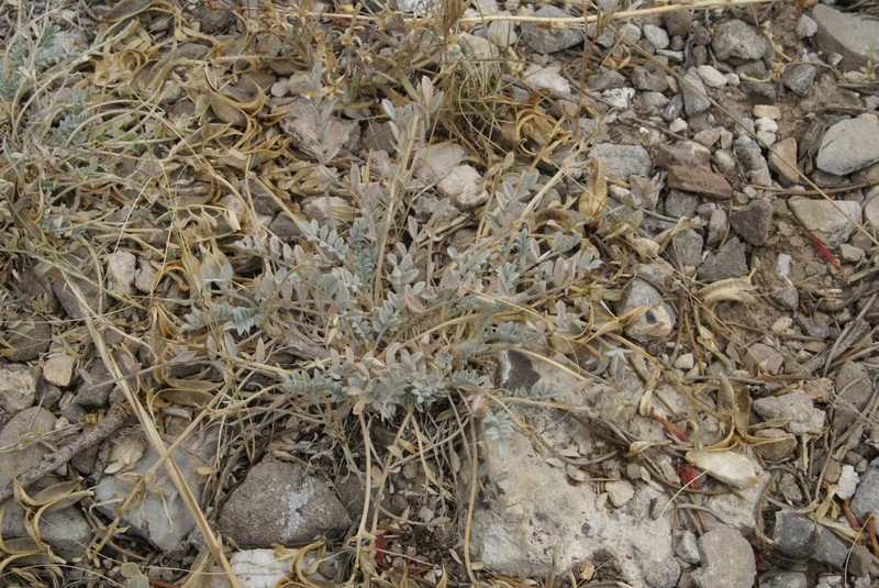 Astragalus amphioxys var. musimonum photo 5