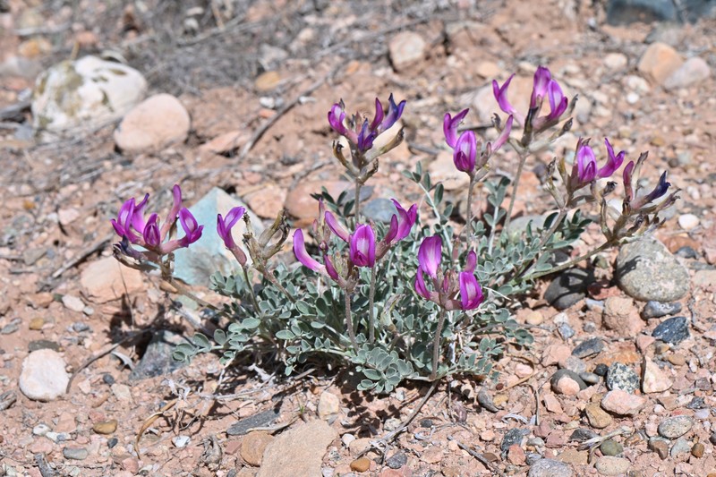 Astragalus amphioxys var. vespertinus
