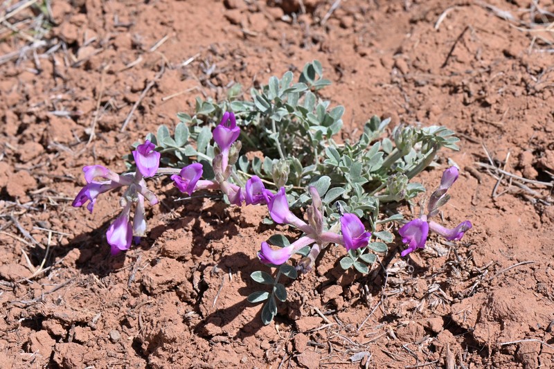 Astragalus amphioxys var. vespertinus photo 2