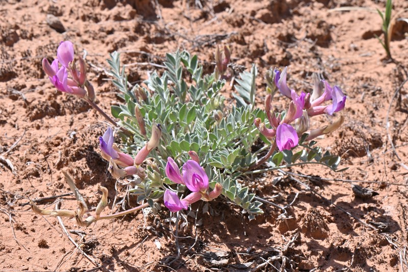 Astragalus amphioxys var. vespertinus photo 3