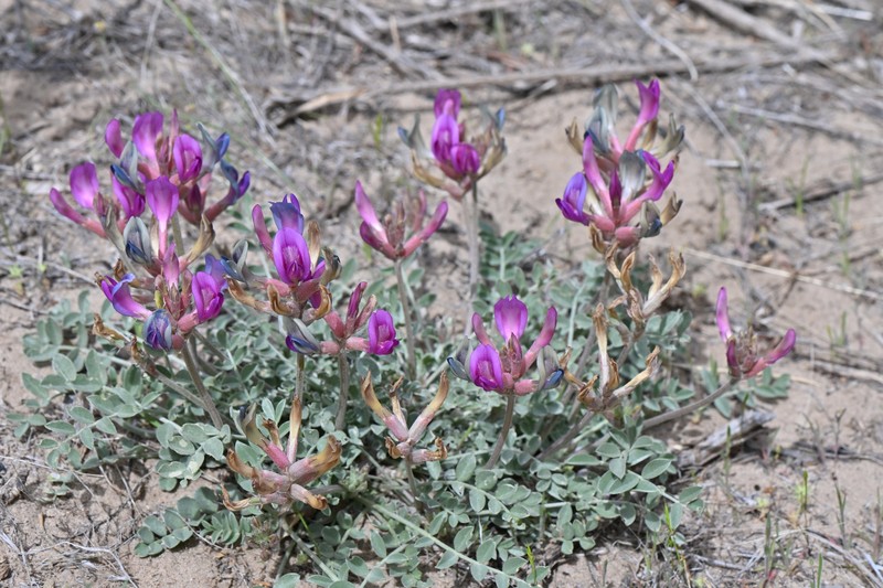 Astragalus amphioxys var. vespertinus photo 4