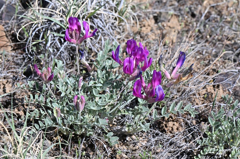 Astragalus amphioxys var. vespertinus photo 5