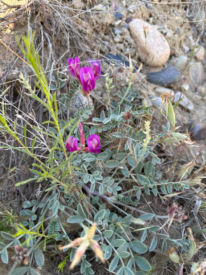 Astragalus amphioxys var. vespertinus photo 6