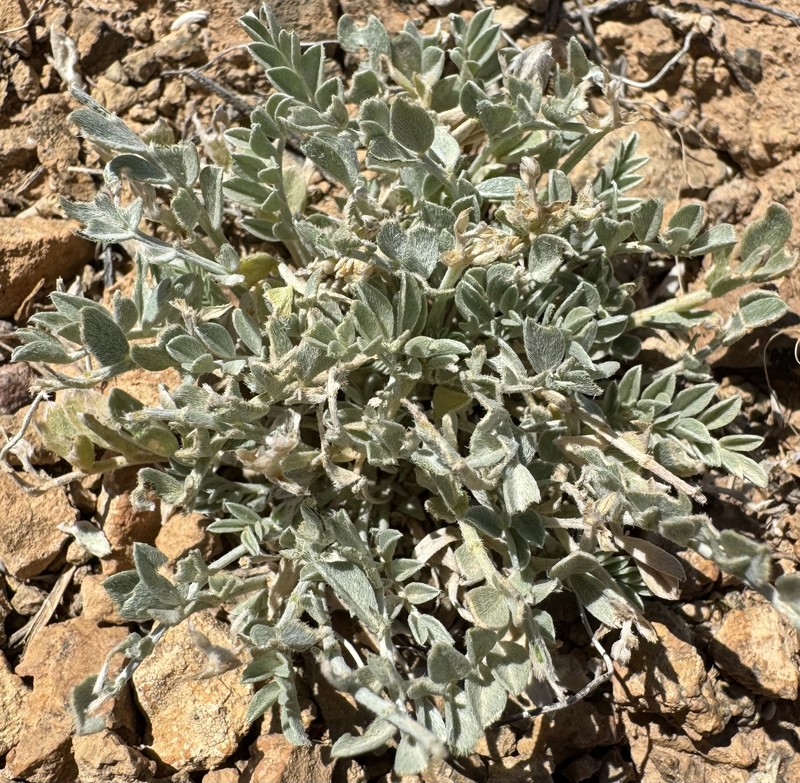 Astragalus amphioxys var. vespertinus photo 7