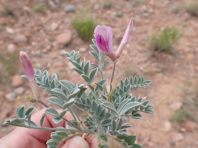Astragalus amphioxys var. vespertinus photo 8