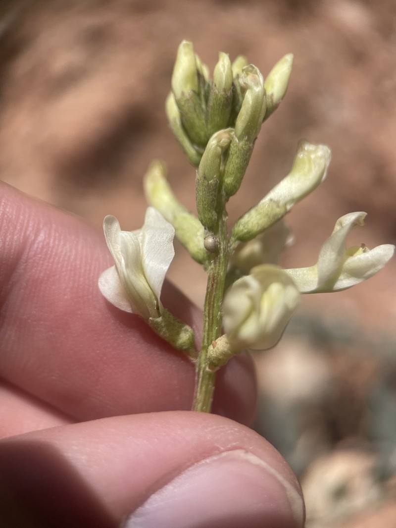 Astragalus ampullarioides photo 3