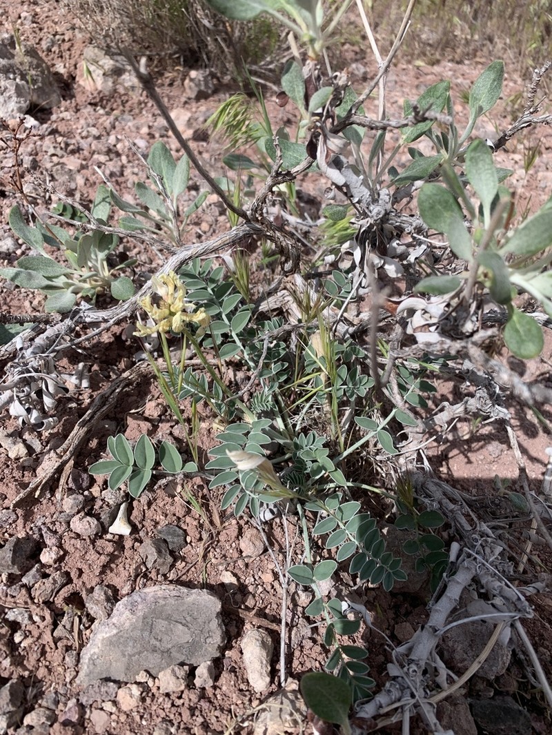 Astragalus ampullarioides photo 4