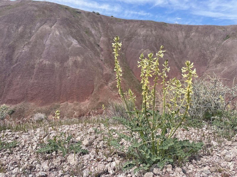 Astragalus ampullarioides photo 5
