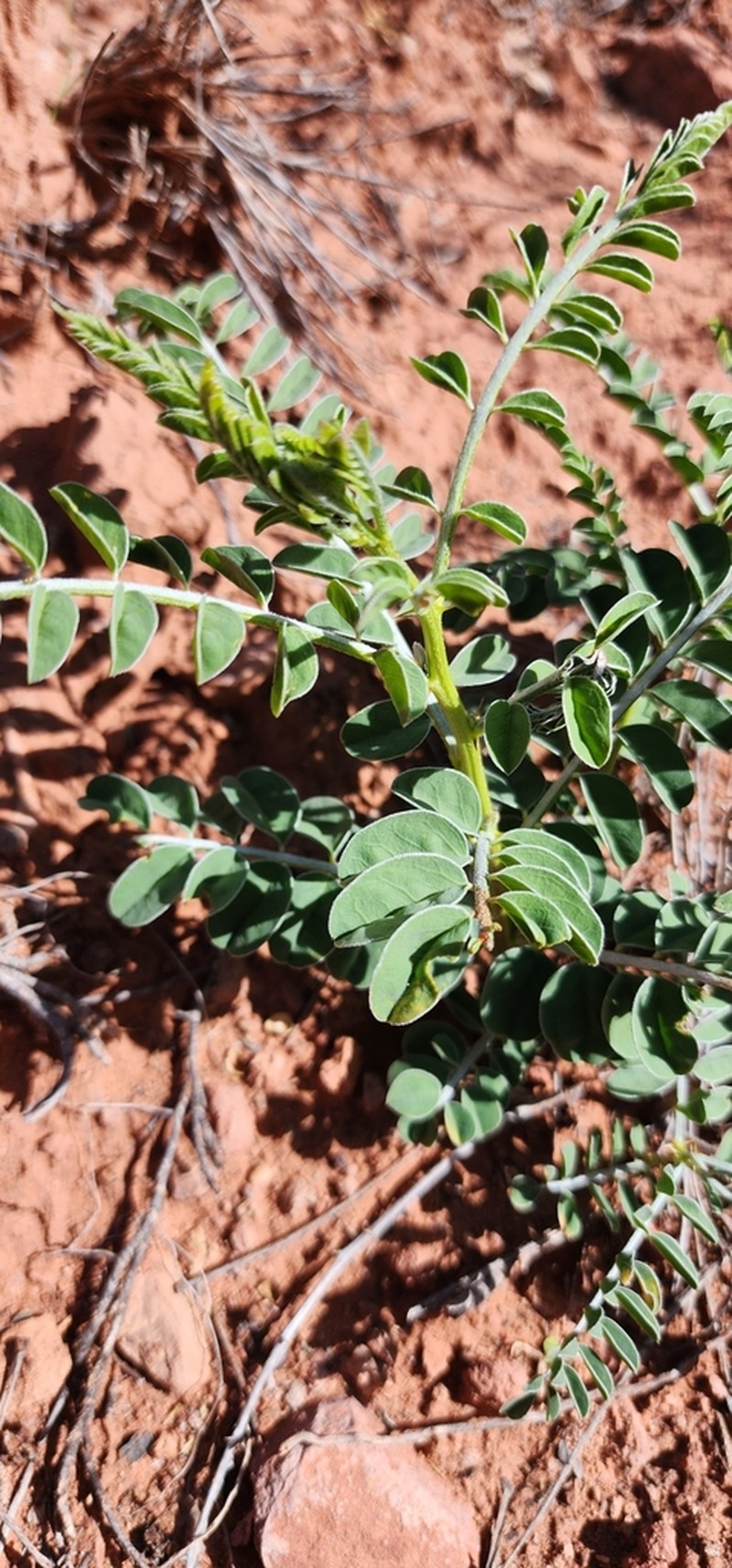 Astragalus ampullarioides photo 6