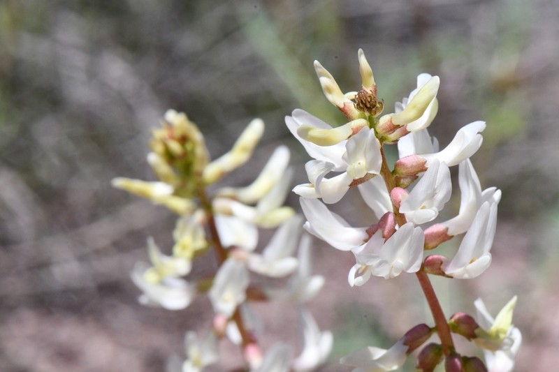 Astragalus ampullarioides photo 7